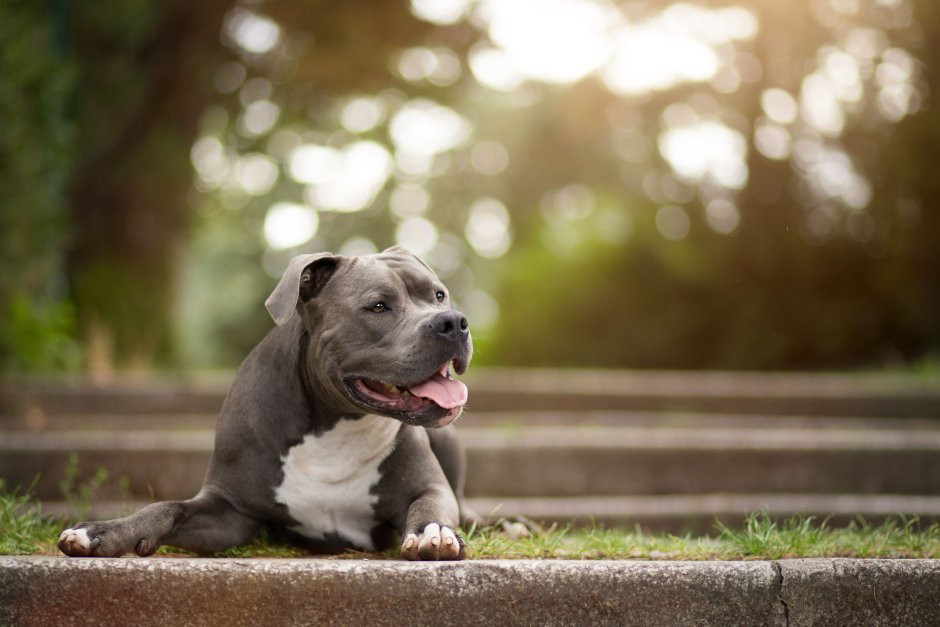 Металлическая собака питбуль