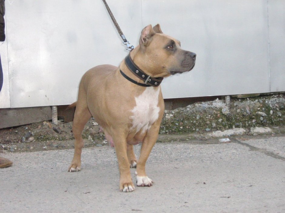 Голубо-палевый стаффордширский терьер