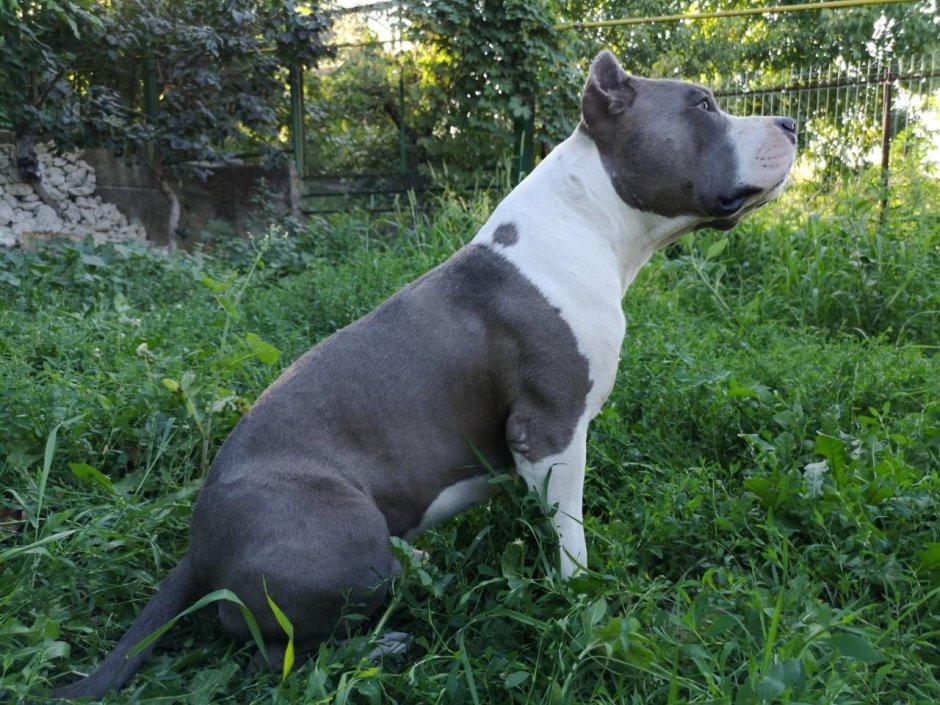 Голубоглазый стаффордширский терьер