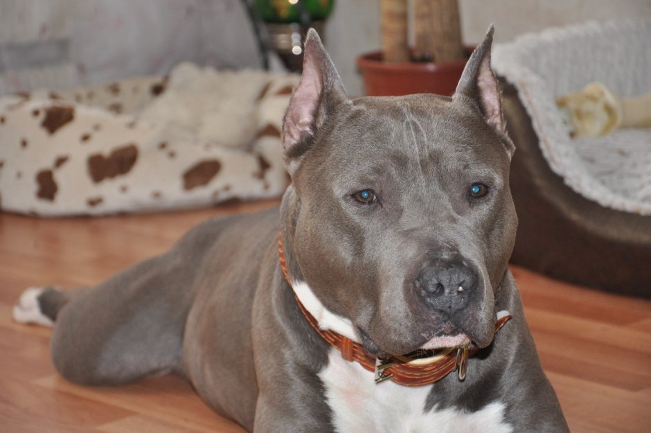 Голубо палевый питбуль