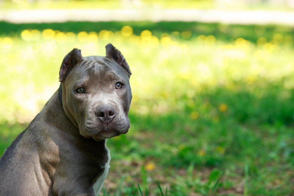 Американский стаффордширский терьер белый