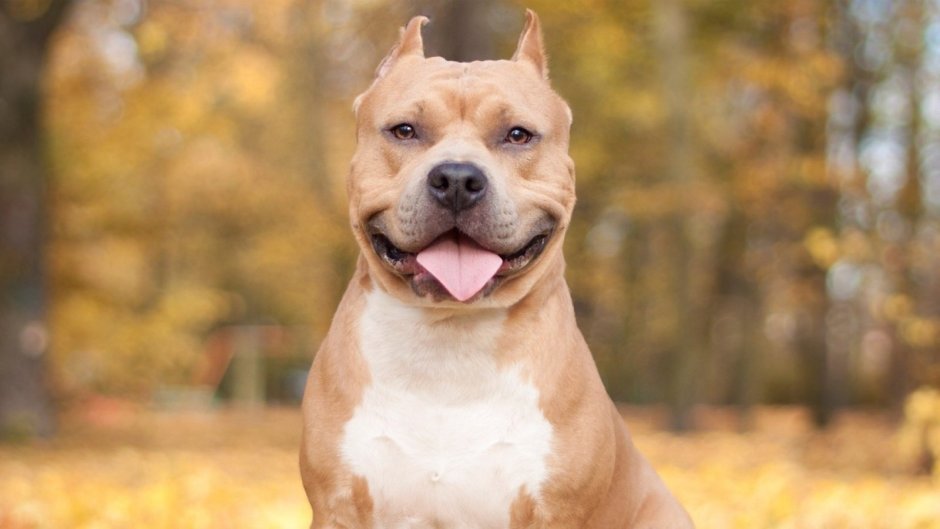 Американский стаффордширский терьер серый