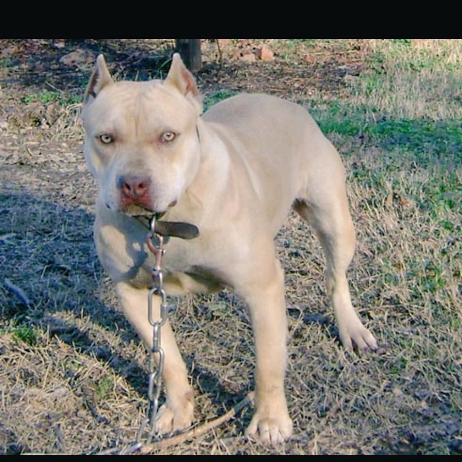 Стаффордширский терьер палевый окрас