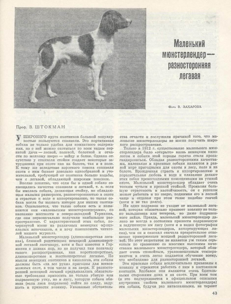 Английский Пойнтер картины