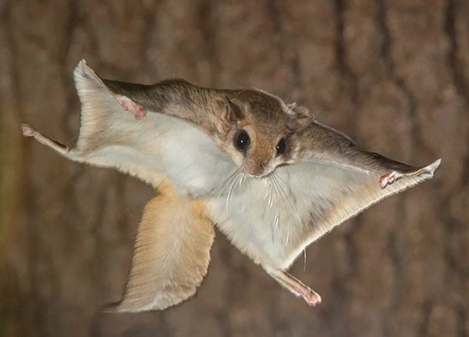 Летяга обыкновенная Pteromys volans