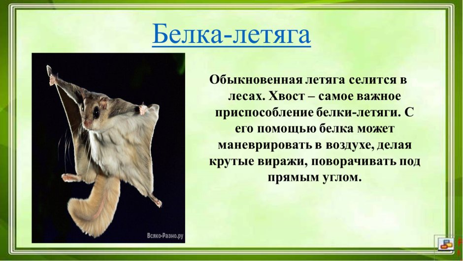 Белка летяга Архангельская область красная книга