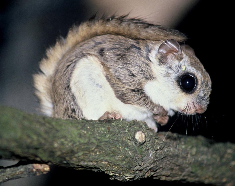 Летяга (Pteromys volans)