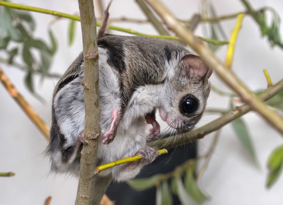 Летяга (Pteromys volans)