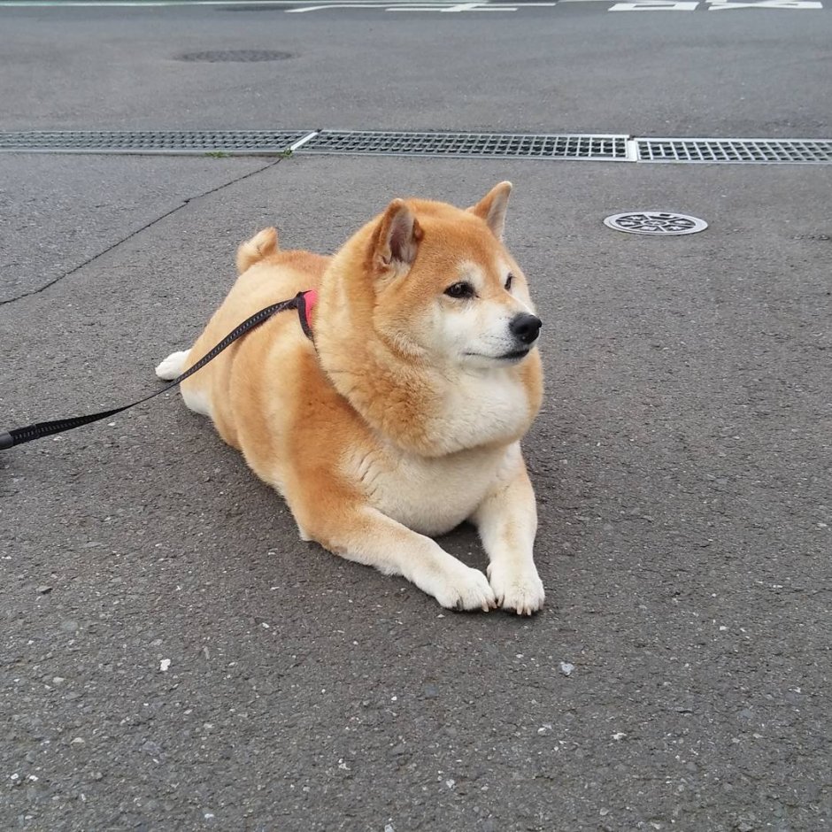 Дождевик для сиба ину