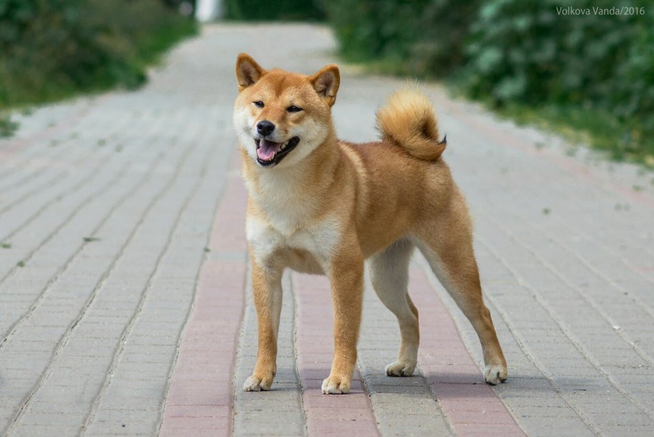 Худой сиба ину