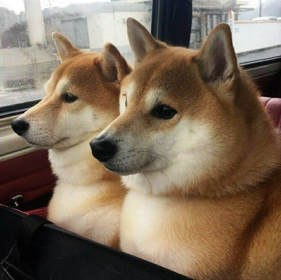 Сиба ину митинг