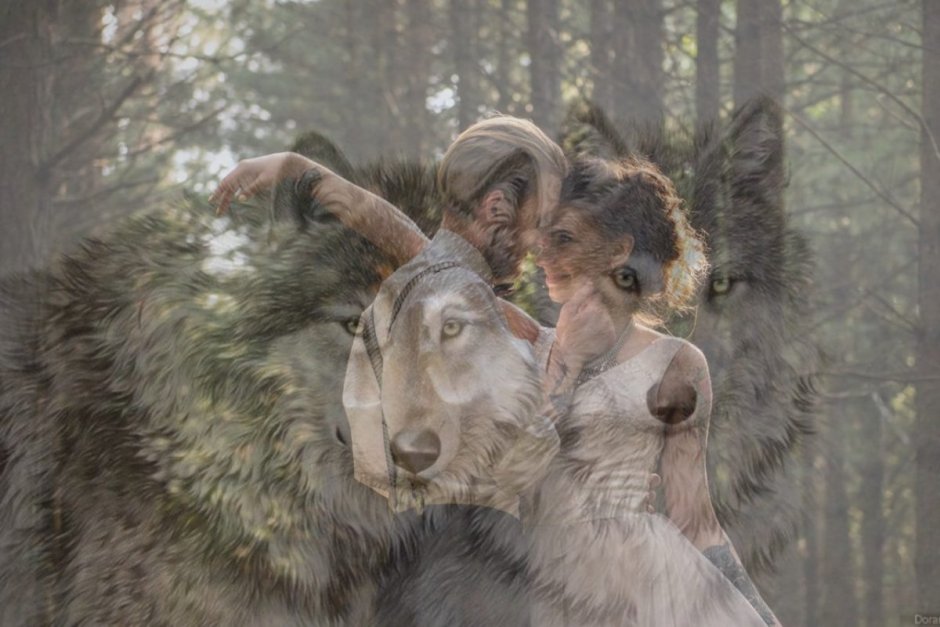 Волк и теленок