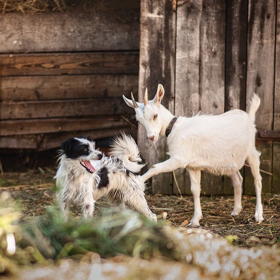 Мультфильм волк и теленок 1984 г