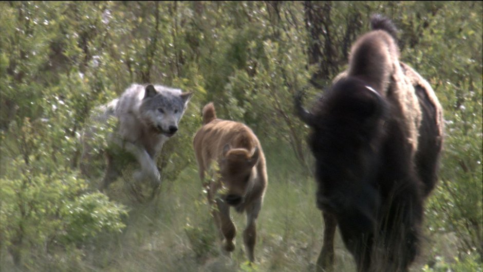 Папаня мультфильм волк