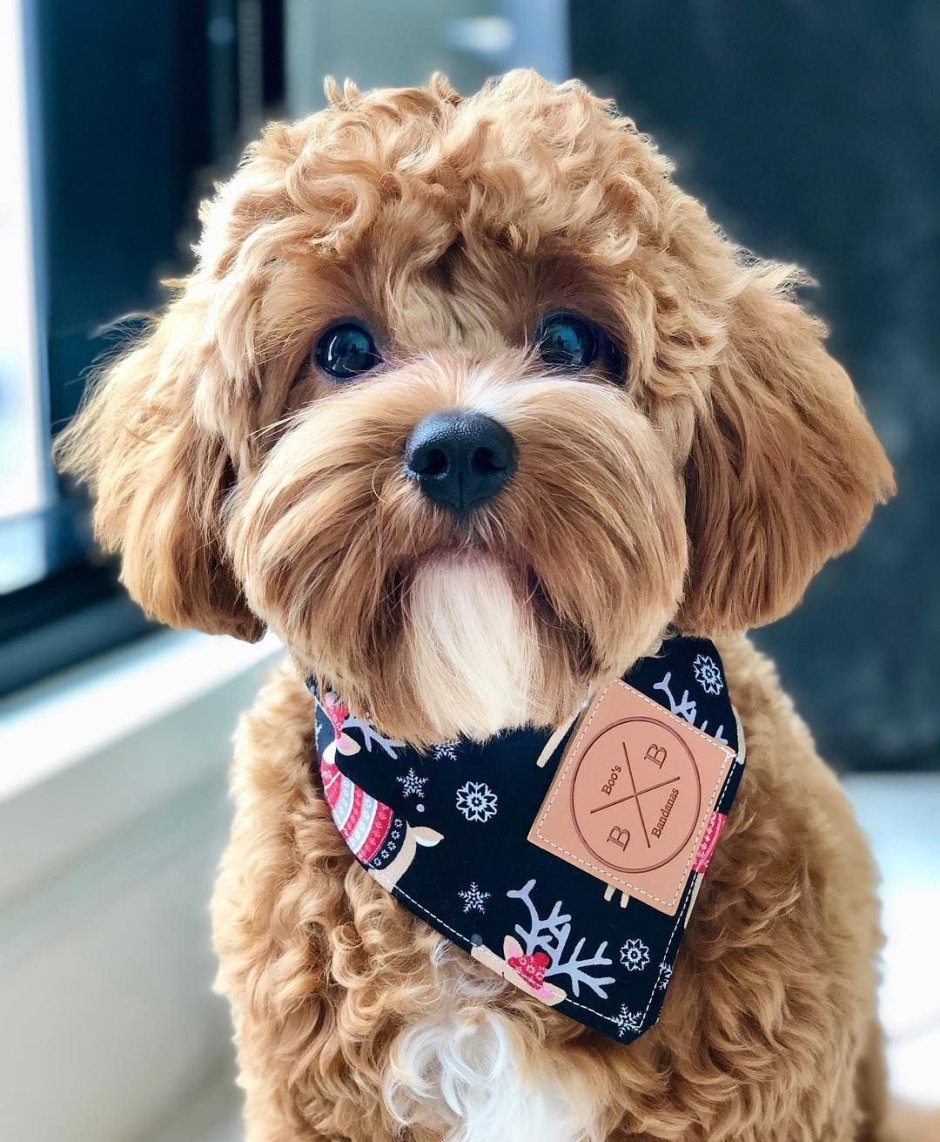 Teddy Poodle порода