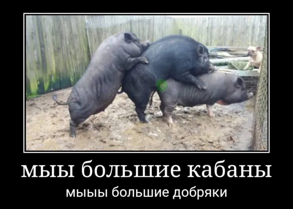 Дикий кабан секач в горах Кавказа