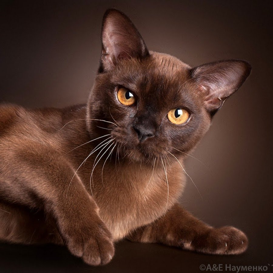Бурманская кошка