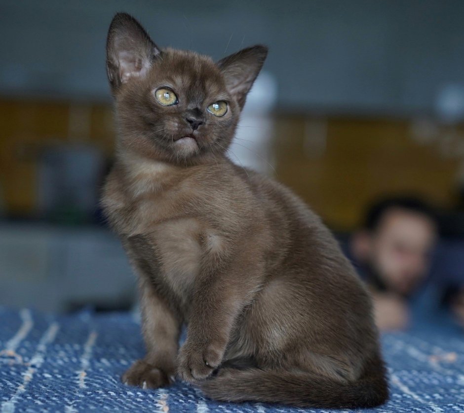 Кошка американская Бурма