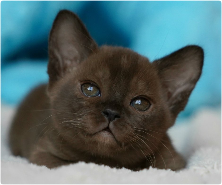 Shokoladnaya Mechta - питомник бурманских кошек