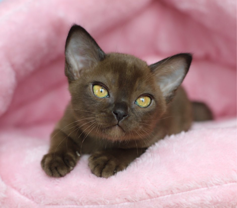 Бурманская Соболиная