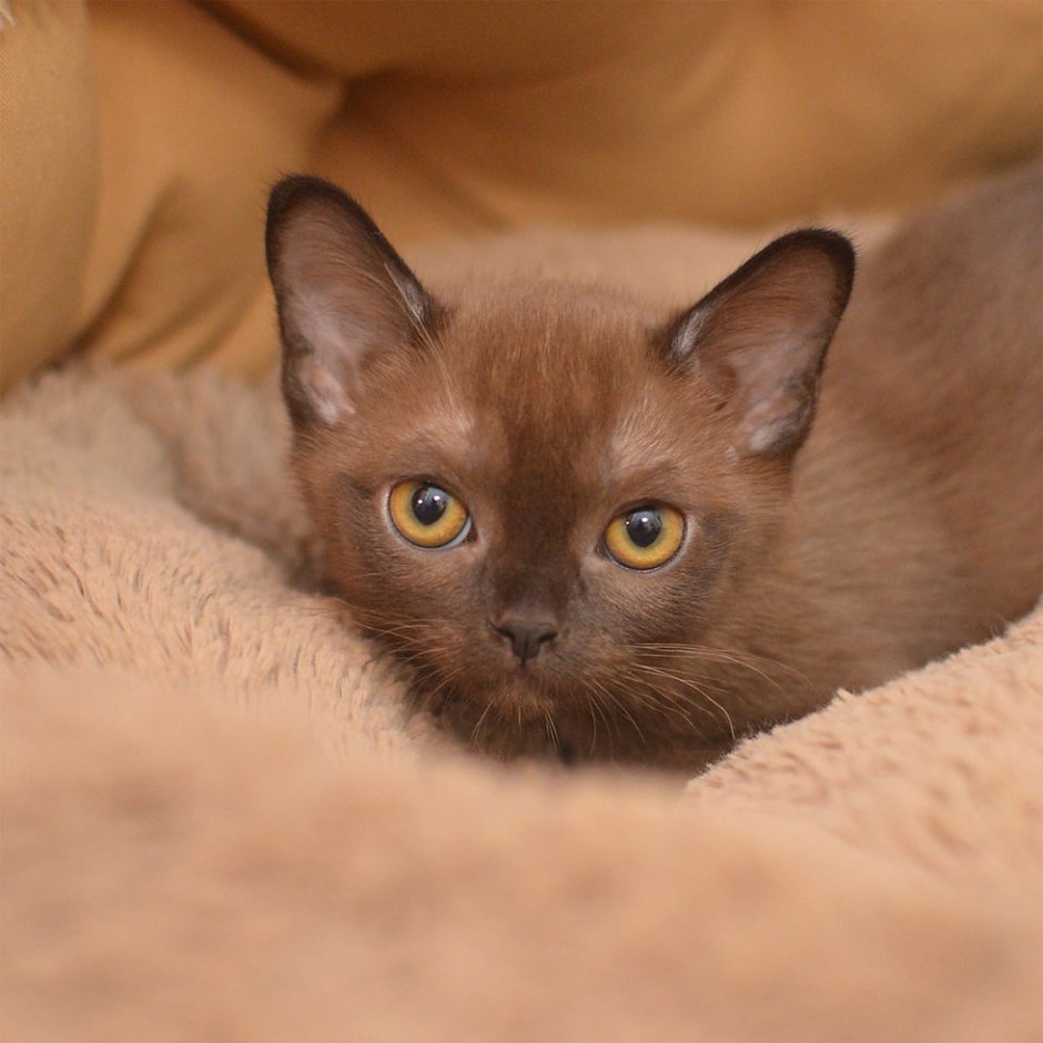 Бурманский кот соболиный