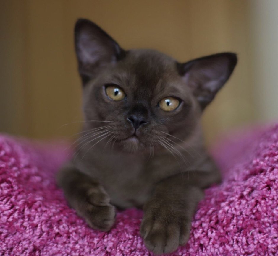 Бурманский кот чемпион мира