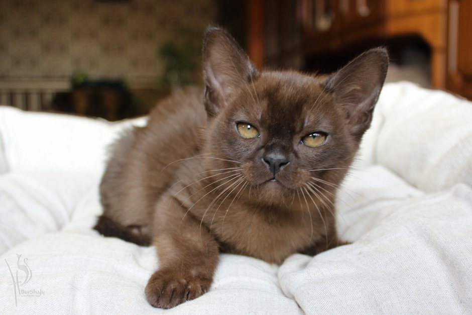 Европейская Бурма соболиный окрас