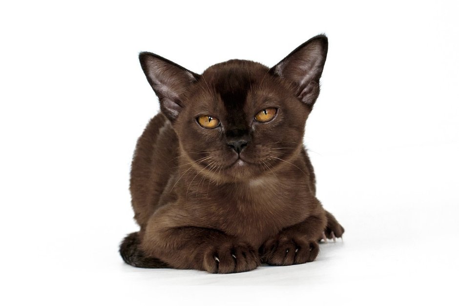 ROYALBURM питомник отзывы