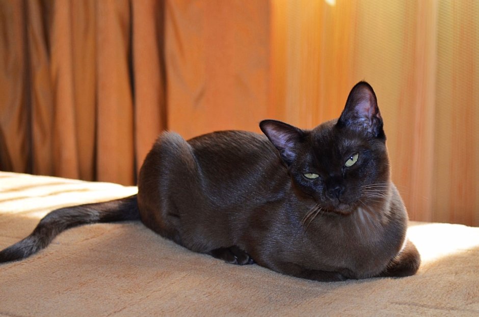 Бурманская кошка