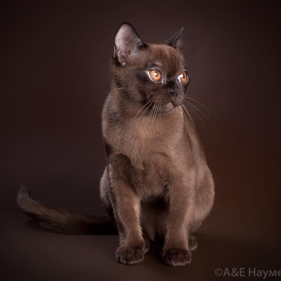Бурманская кошка