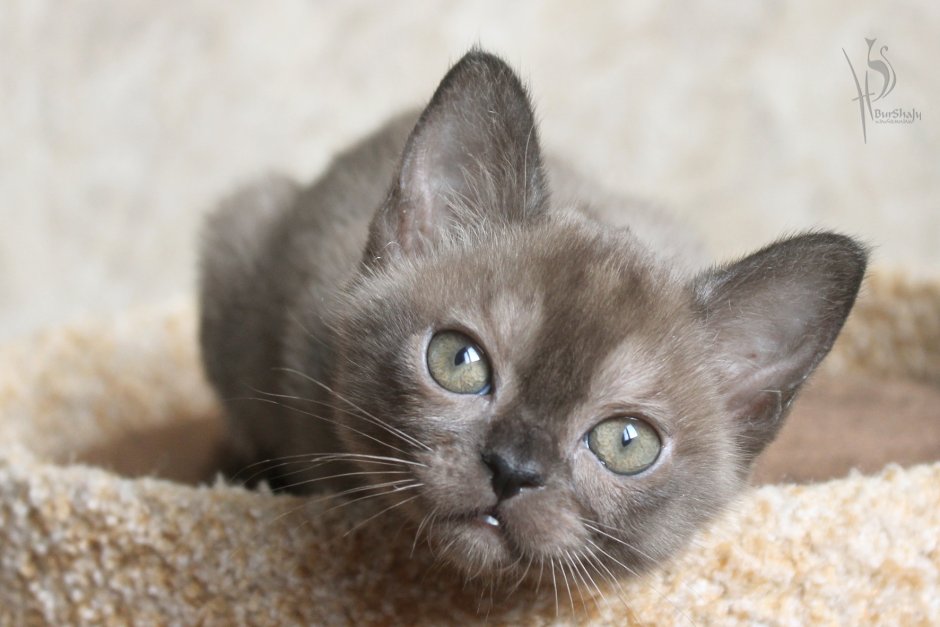 Американская Бурма Соболь