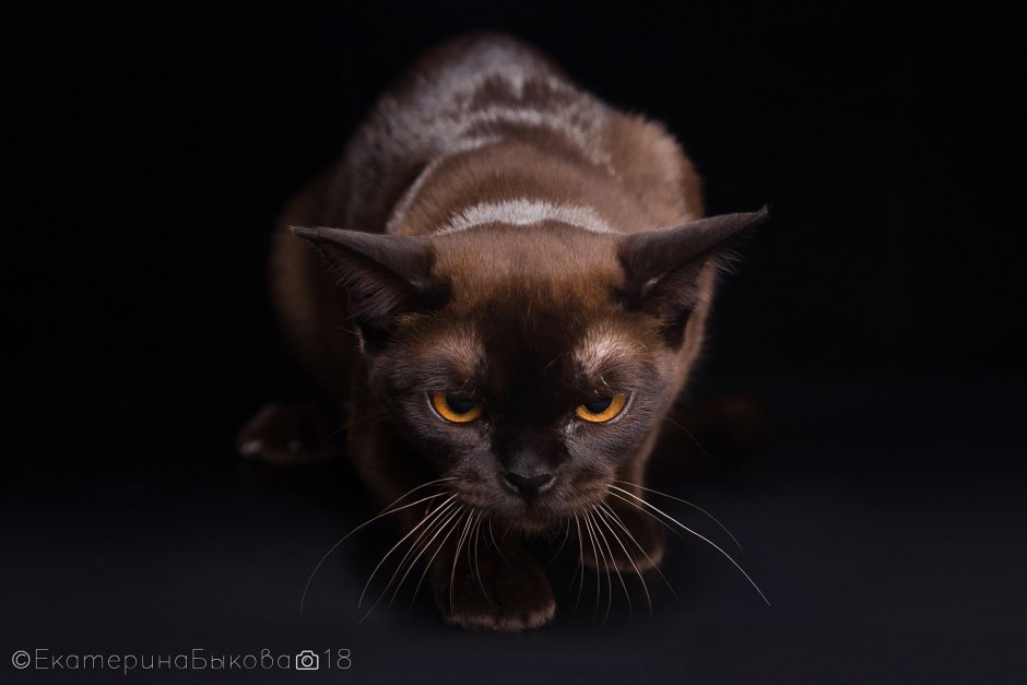 Чистокровная Бурма Соболиная. Чемпион