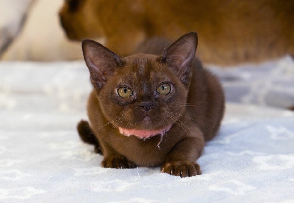 Порода кошек Бурма