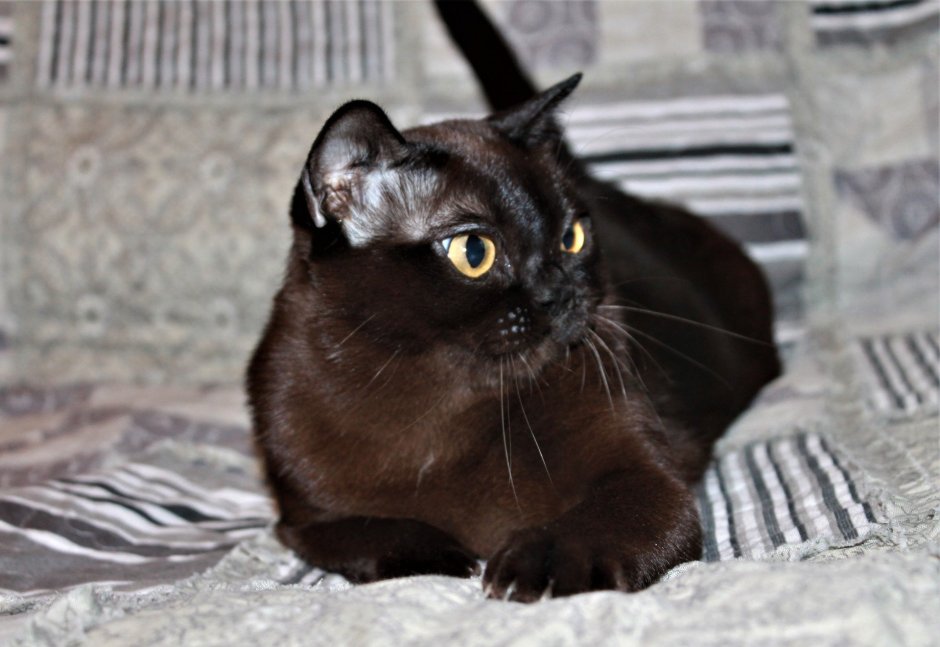 Американская Бурма Соболь