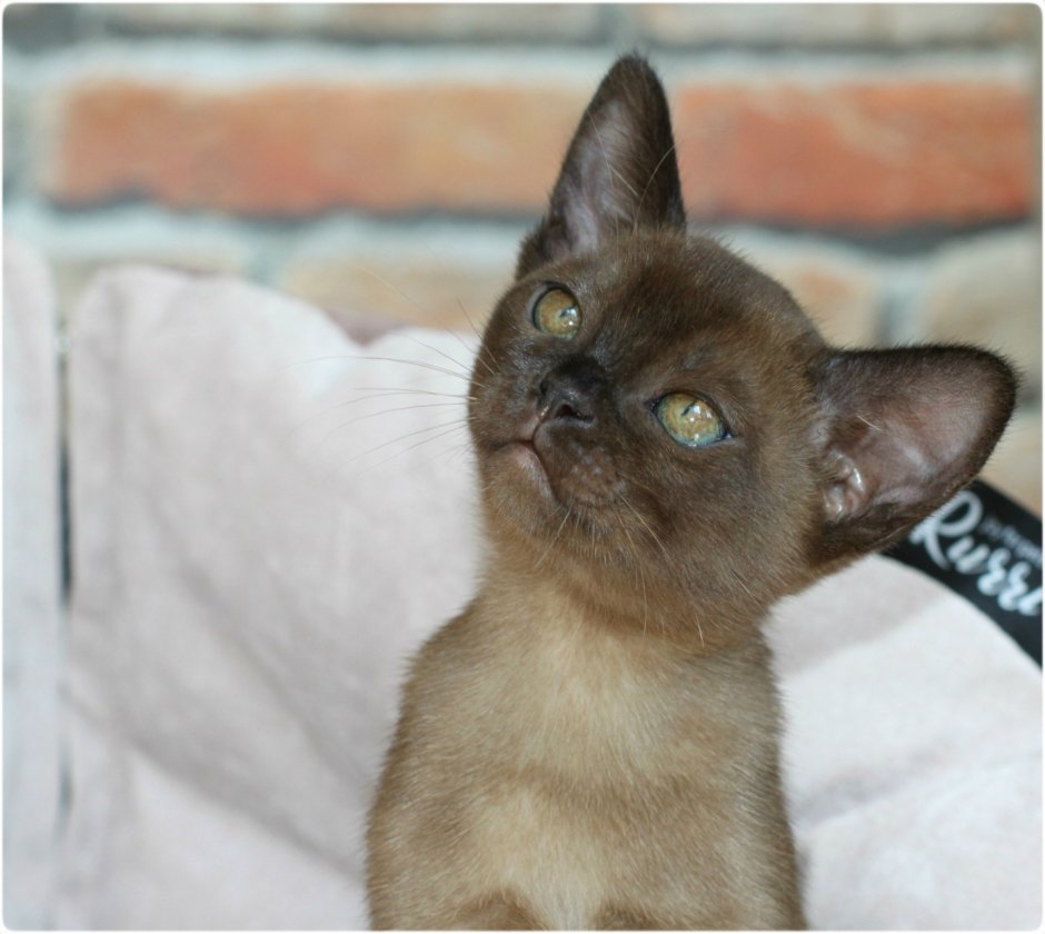 Соболиная черепаха Бурма