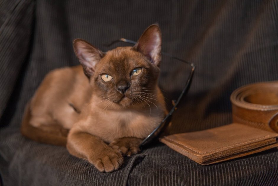 Европейская Бурма окрас Соболь