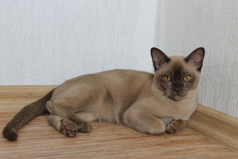 Европейская Бурма кошка