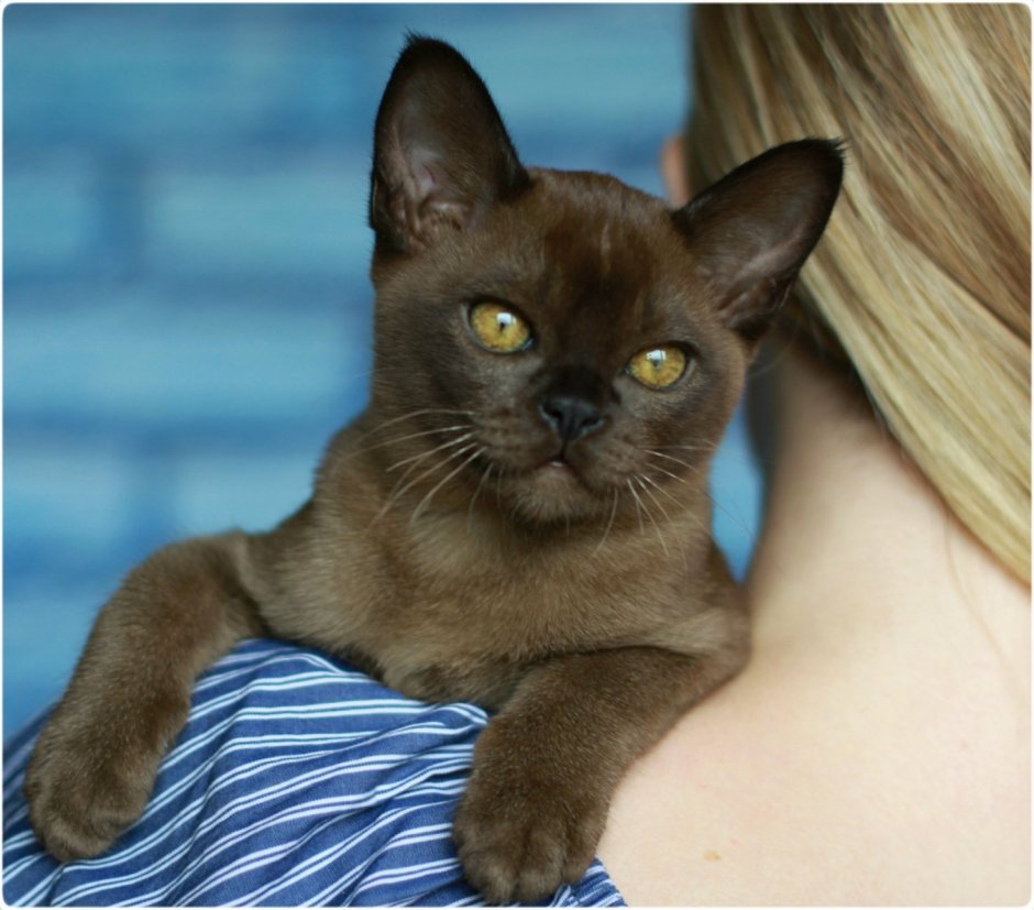 Соболиная Бурма