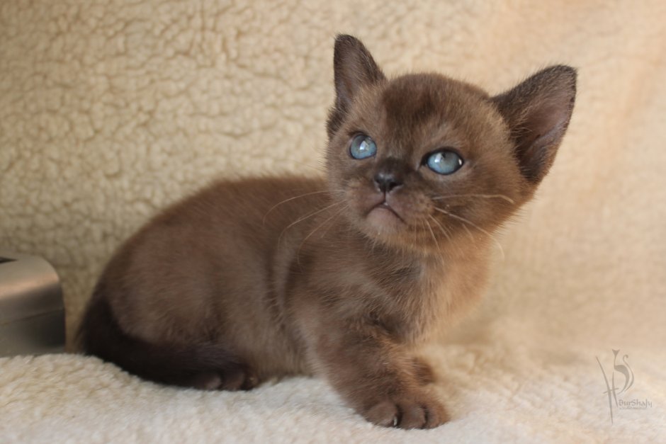 Европейская Бурманская кошка