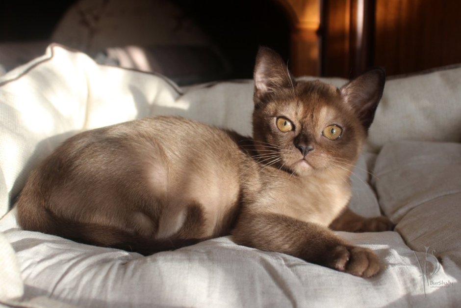 Абиссинская кошка черная