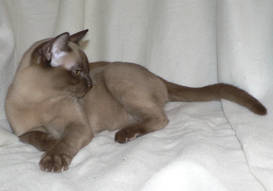 Европейская Бурма Соболь