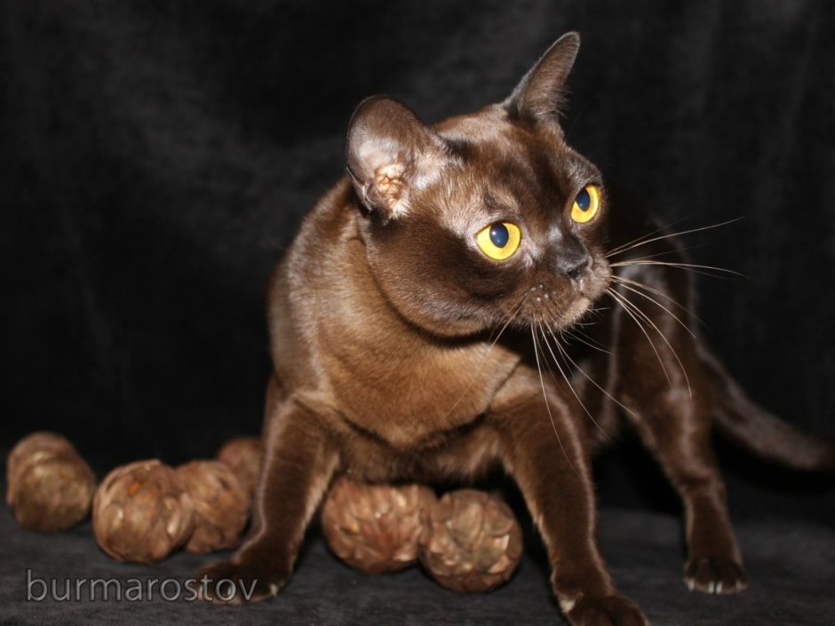 Бурманский кот соболиный