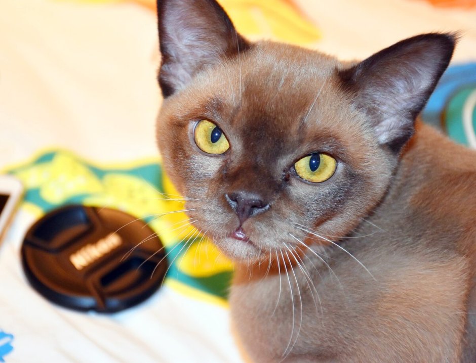 Бурманская кошка недовольна