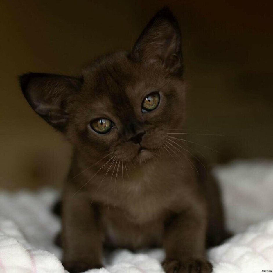 Бурманский кот соболиный