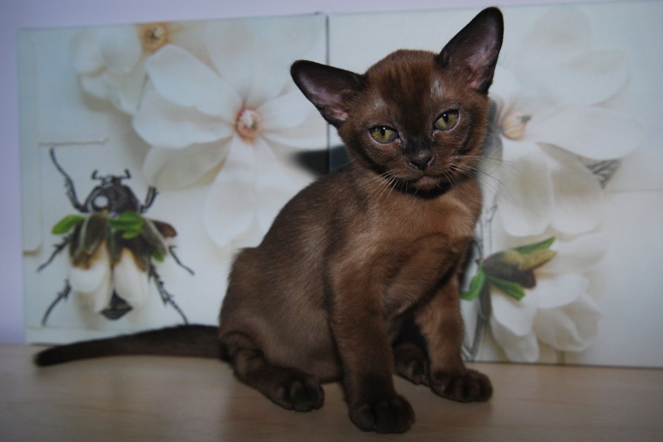 Чистокровная Бурма Соболиная. Чемпион