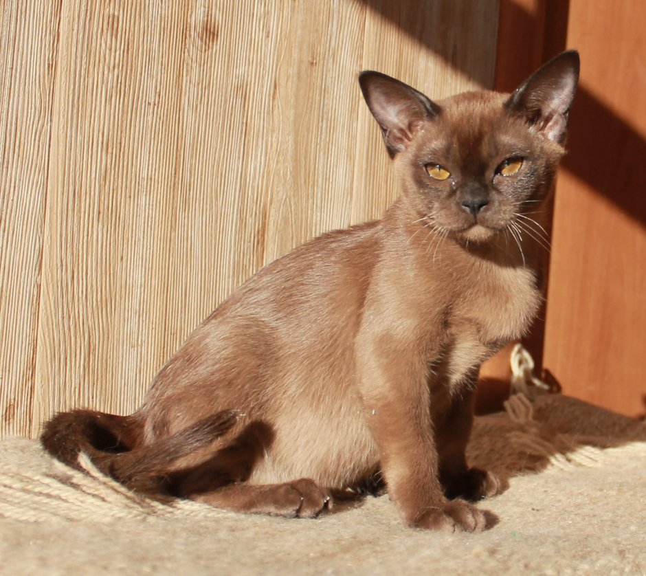 Кот американский Бурма