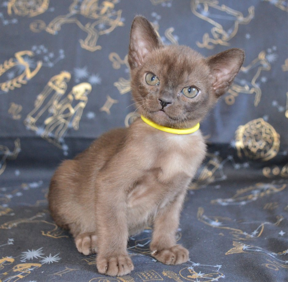 Соболиная Бурманская кошка