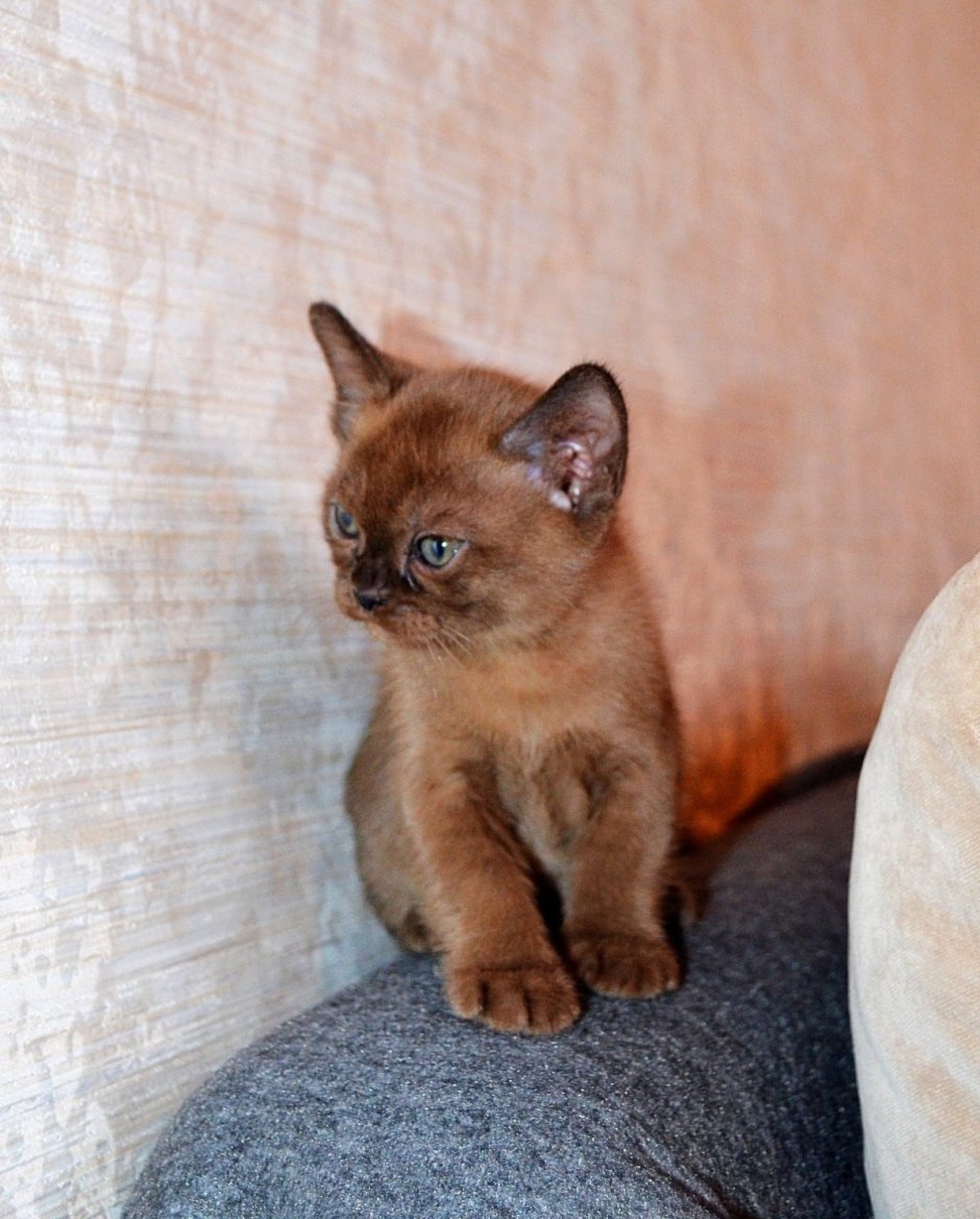 Бурманская кошка