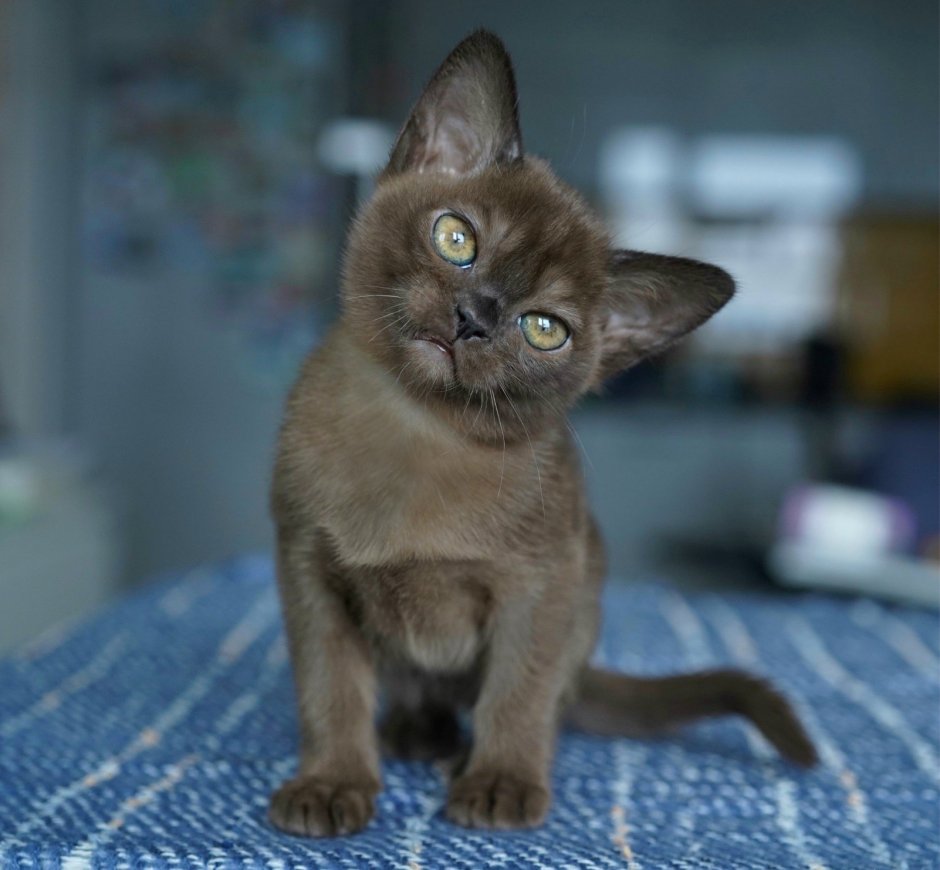 Бурманский Европейский кот окрас Соболь