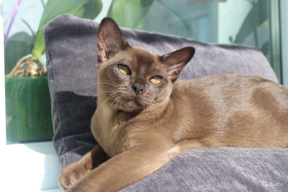 Европейская Бурманская кошка